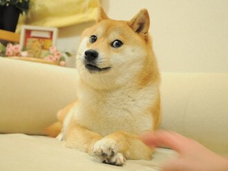 chatdoge